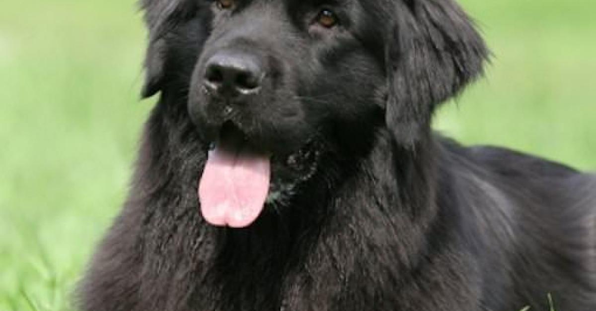 8 photos qui montrent à quel point les chiens à robe noire sont superbes