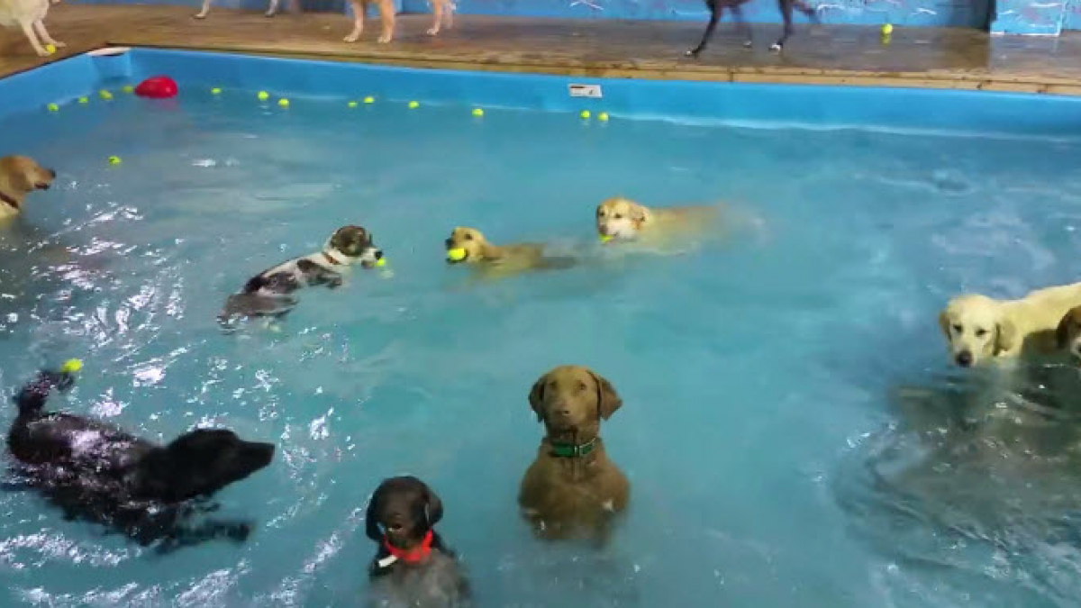 Illustration : "Une chienne debout et complètement immobile au milieu d'une piscine devient la star d'Internet ! "