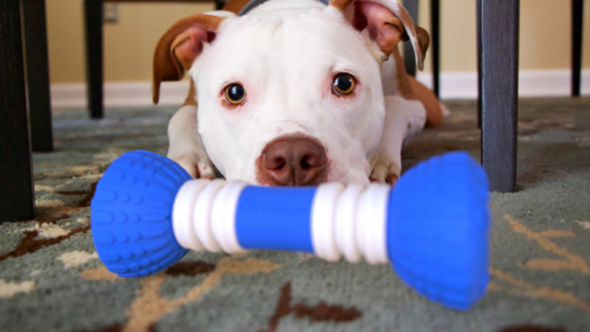 Illustration : "PulsePet met au point un jouet à mâcher pour les chiens qui se sentent seuls ! "
