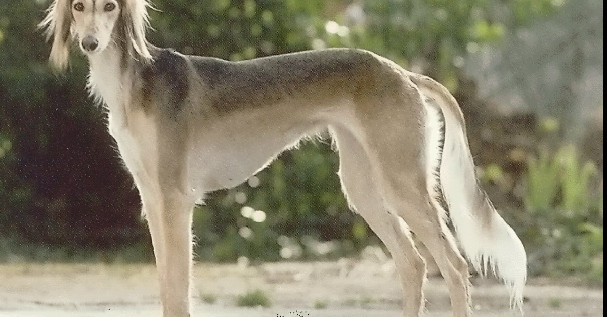 15 Races De Chiens Parmi Les Plus Chères à Lachat