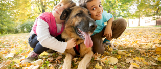 Illustration : "Les différentes étapes pour bien caresser un chien"