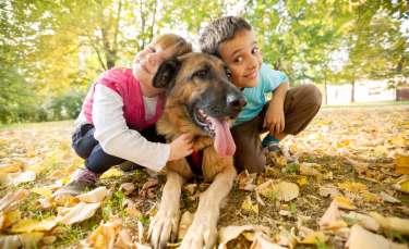 Illustration : "Les différentes étapes pour bien caresser un chien"