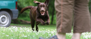 Illustration : "Comment empêcher son chien de fuguer ?"