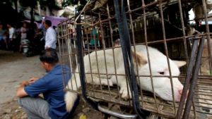 Illustration : Chine : près de 10 000 chiens massacrés lors du festival de la viande canine à Yulin !