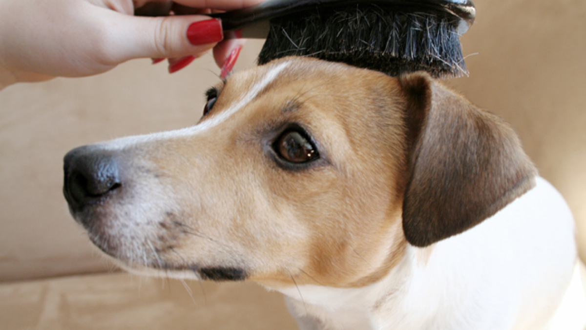 Illustration : "6 raisons pour lesquelles il est important de brosser régulièrement votre chien"