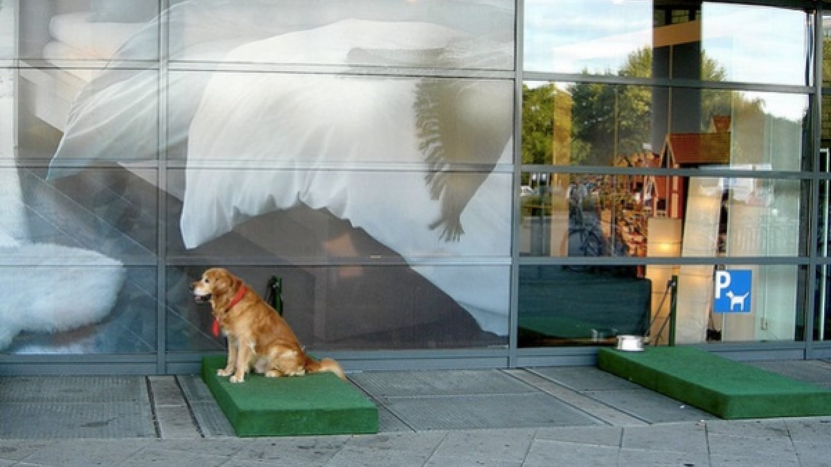 Illustration : "Ikea met en place le parking canin pour éviter aux chiens d’attendre dans la fournaise des voitures !"