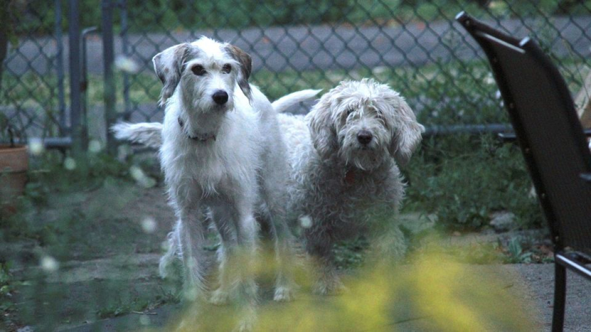 Illustration : " Des boulettes contenant des lames données à des chiens, l’un d’eux a été opéré d’urgence !"