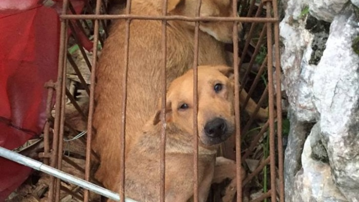 Illustration : "Un activiste sauve 1000 vies canines lors du festival de la viande des chiens"