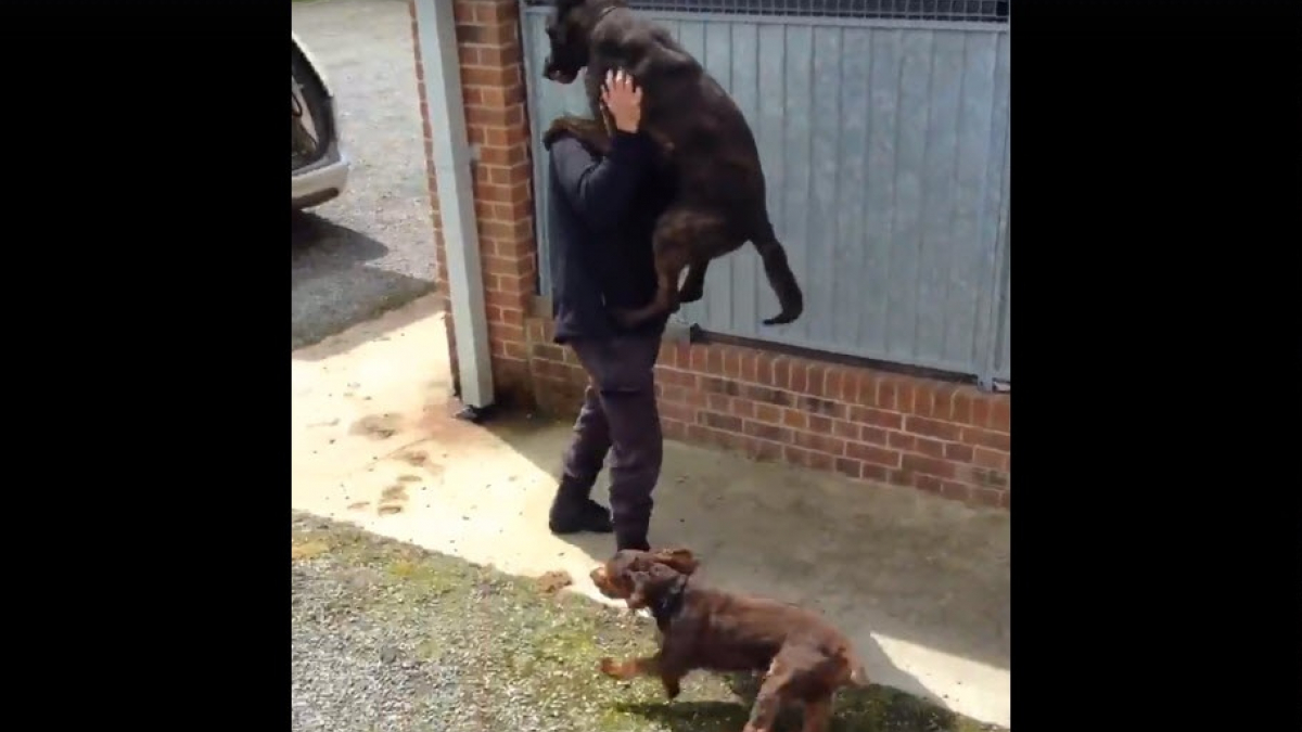 Illustration : "Ces chiens policiers font la fête à leur maître, qu’ils n’ont pas vu depuis des semaines !"