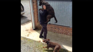 Illustration : "Ces chiens policiers font la fête à leur maître, qu’ils n’ont pas vu depuis des semaines !"