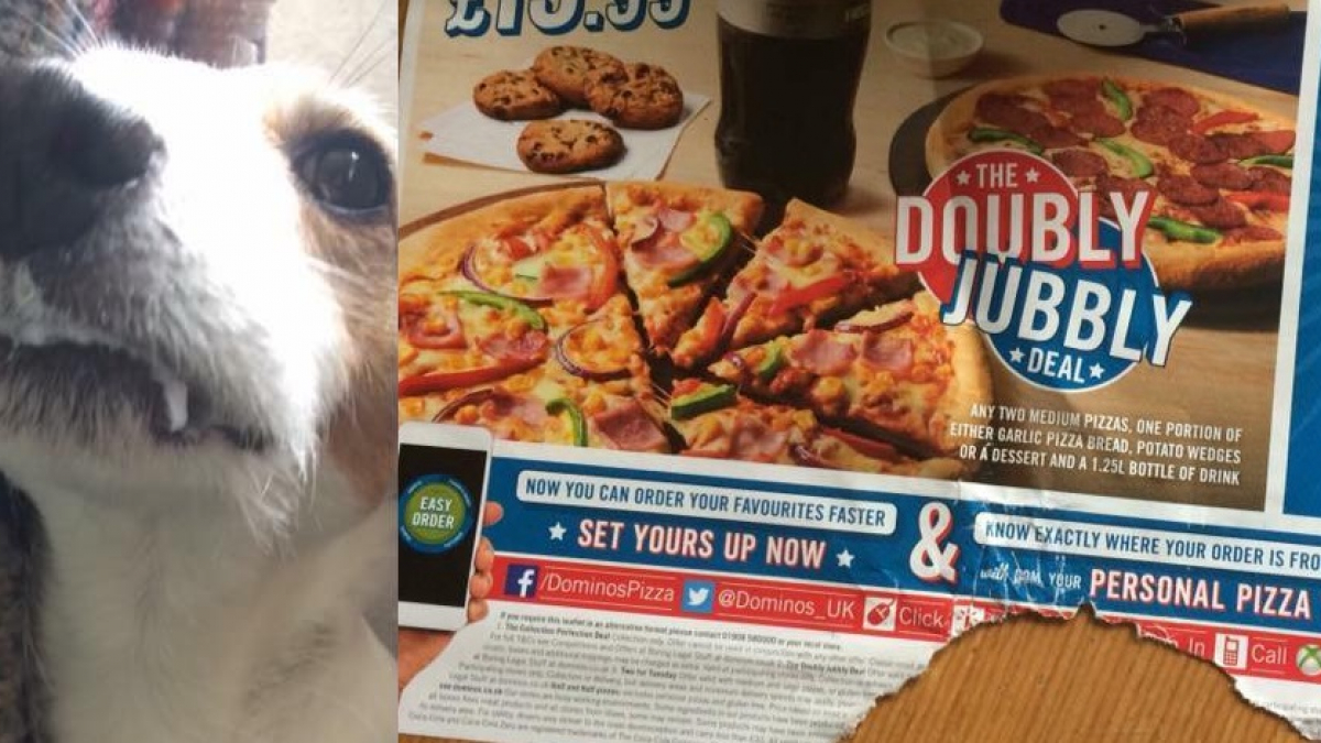Illustration : "Domino's Pizza : Un chien avale leur prospectus et se retrouve avec la gueule collée plusieurs heures !"