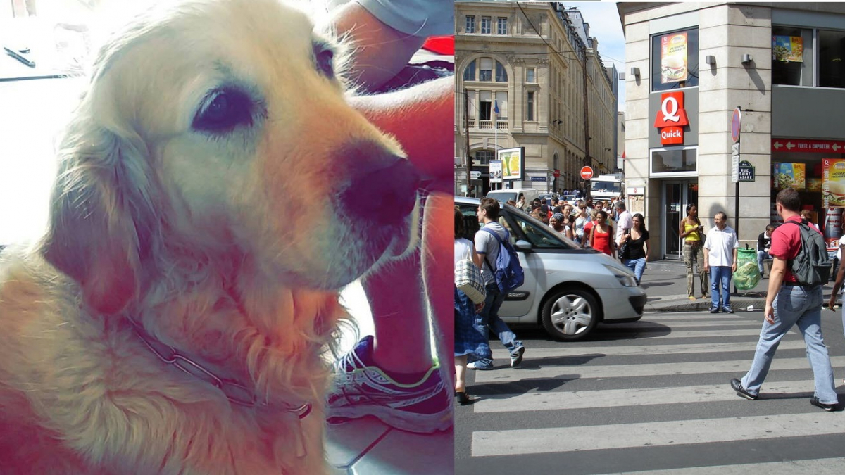 Illustration : "Une cliente malvoyante expulsée d'un restaurant Quick à Saint Lazare à cause de son chien-guide !"