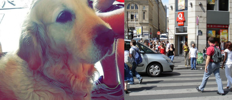 Illustration : "Une cliente malvoyante expulsée d'un restaurant Quick à Saint Lazare à cause de son chien-guide !"
