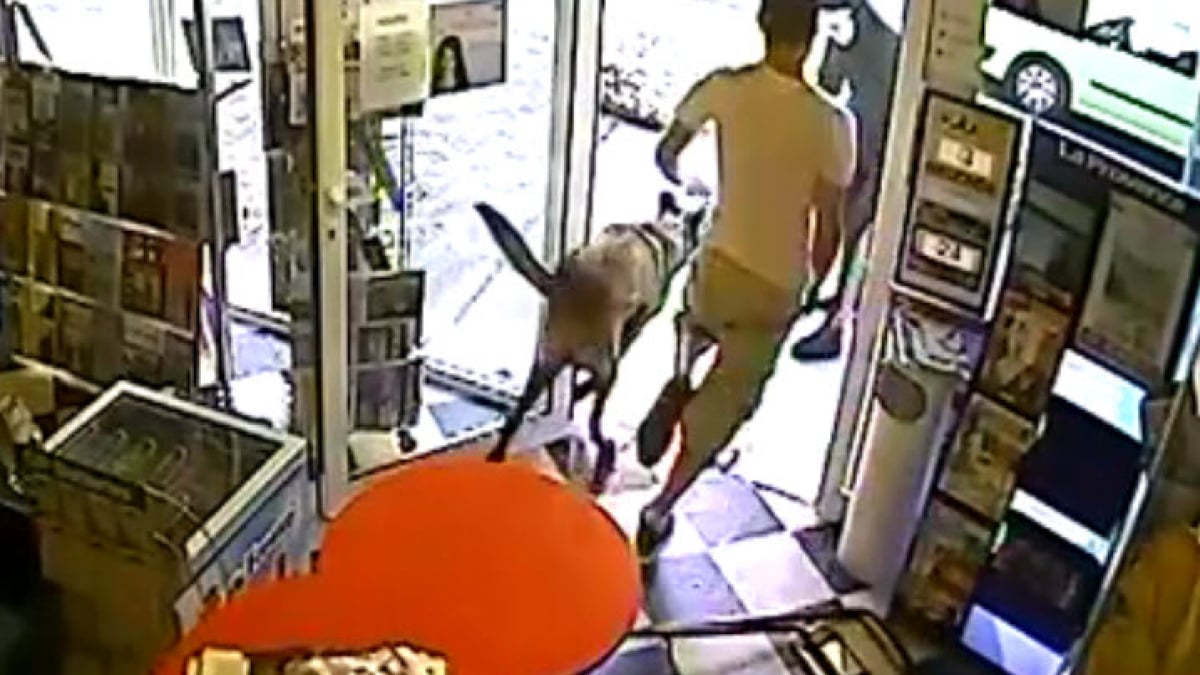 Illustration : "Un buraliste attaqué par un voleur armé, sauvé par son chien"