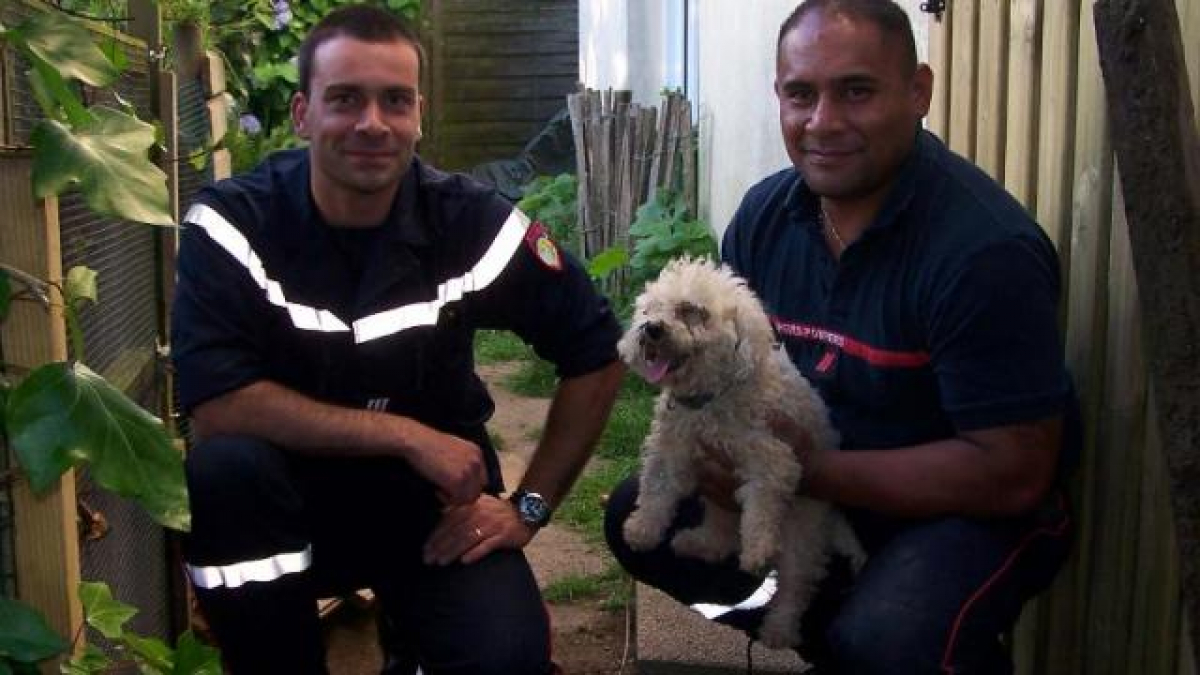 Illustration : "Auray (56) : les sapeurs-pompiers libèrent un chien pris au piège sous terre"