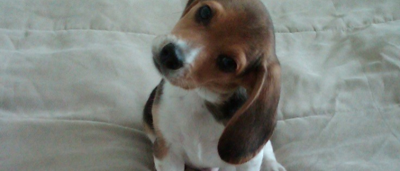 Pourquoi Mon Chien Penche La Tete Quand Je Lui Parle