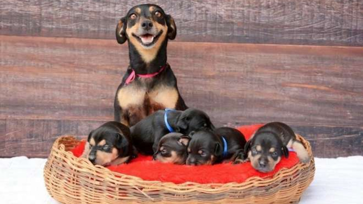 Illustration : "Cette chienne pose avec ses chiots pour une séance photo d’une rare beauté"