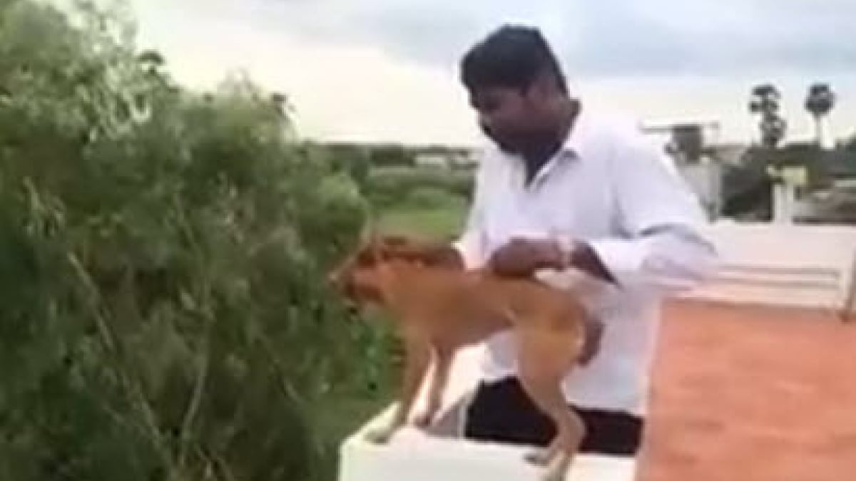 Illustration : "Les bourreaux d’un chien jeté du haut d’une terrasse libérés sous caution !"