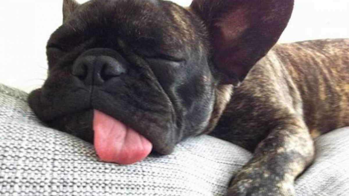 Illustration : "10 photos d’adorables toutous faisant la sieste "