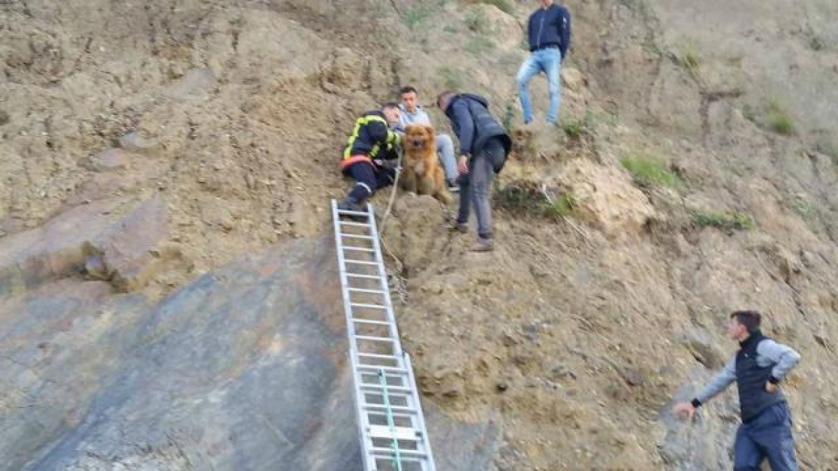 Illustration : "Des jeunes grimpent au secours d’un chien tombé d’une falaise !"