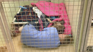 Illustration : "La directrice du refuge tombe sur une scène touchante entre sa collègue et une chienne récemment opérée"