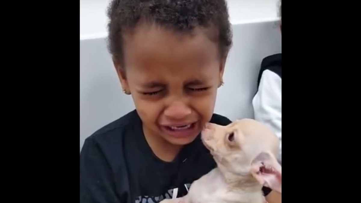 Illustration : "Un petit garçon ému aux larmes en recevant un chien"