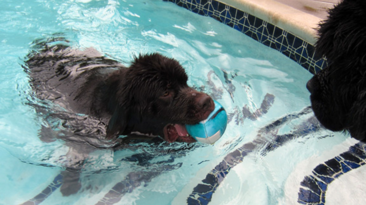 Illustration : "9 chiens qui galèrent avec la piscine"