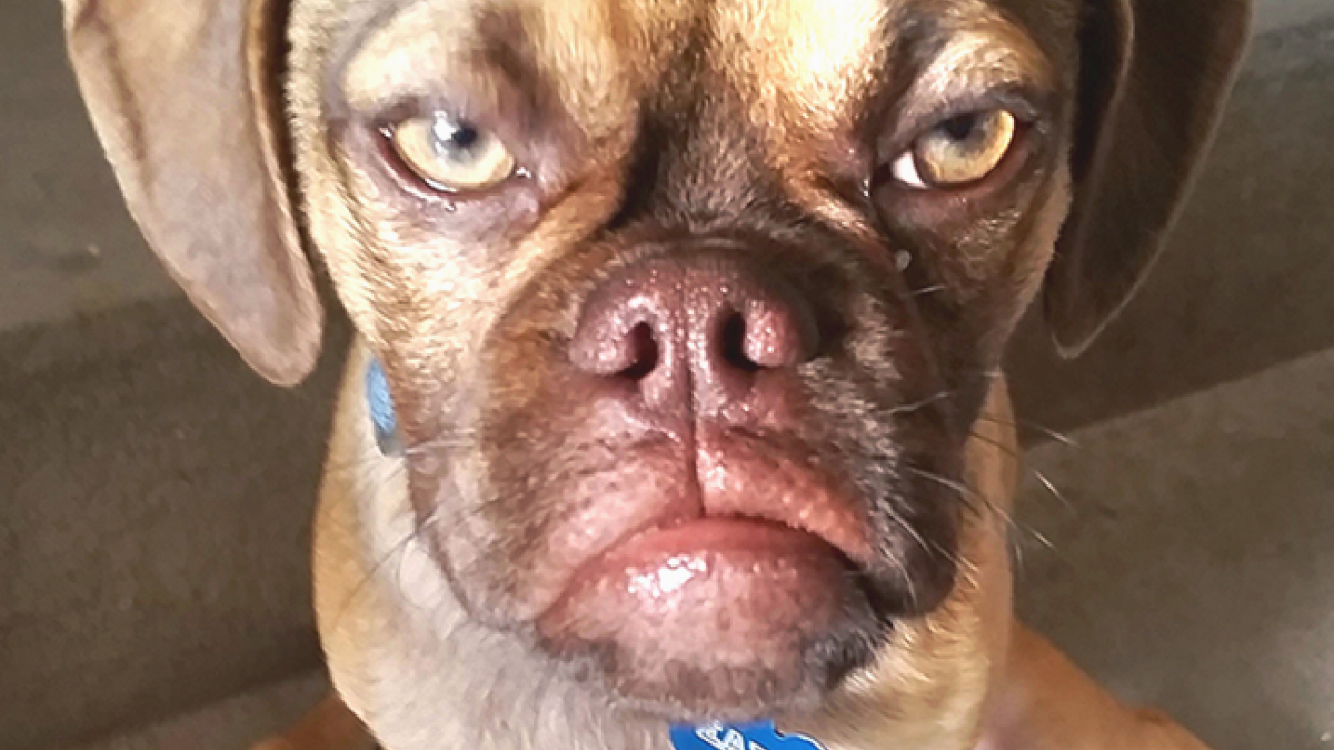 Illustration : "15 photos hilarantes de chiens aux attitudes très expressives"
