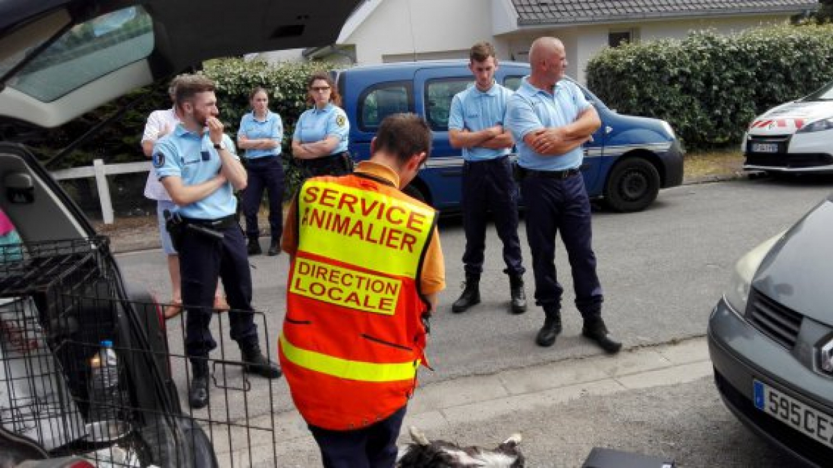 Illustration : "Pas-de-Calais : Mort d’un Border Collie enfermé dans un véhicule stationné au soleil…"