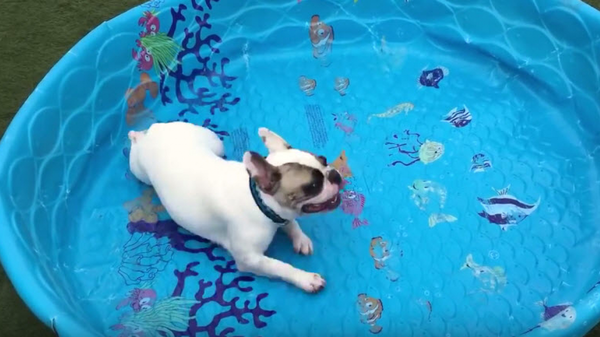 Illustration : "Ce Bouledogue Français adore sa piscine, même sans eau"