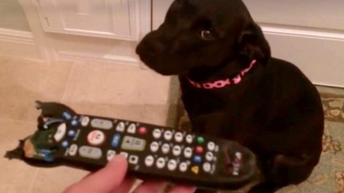 Illustration : "Ce chien sait parfaitement qu’il a fait une bêtise en jouant avec la télécommande"