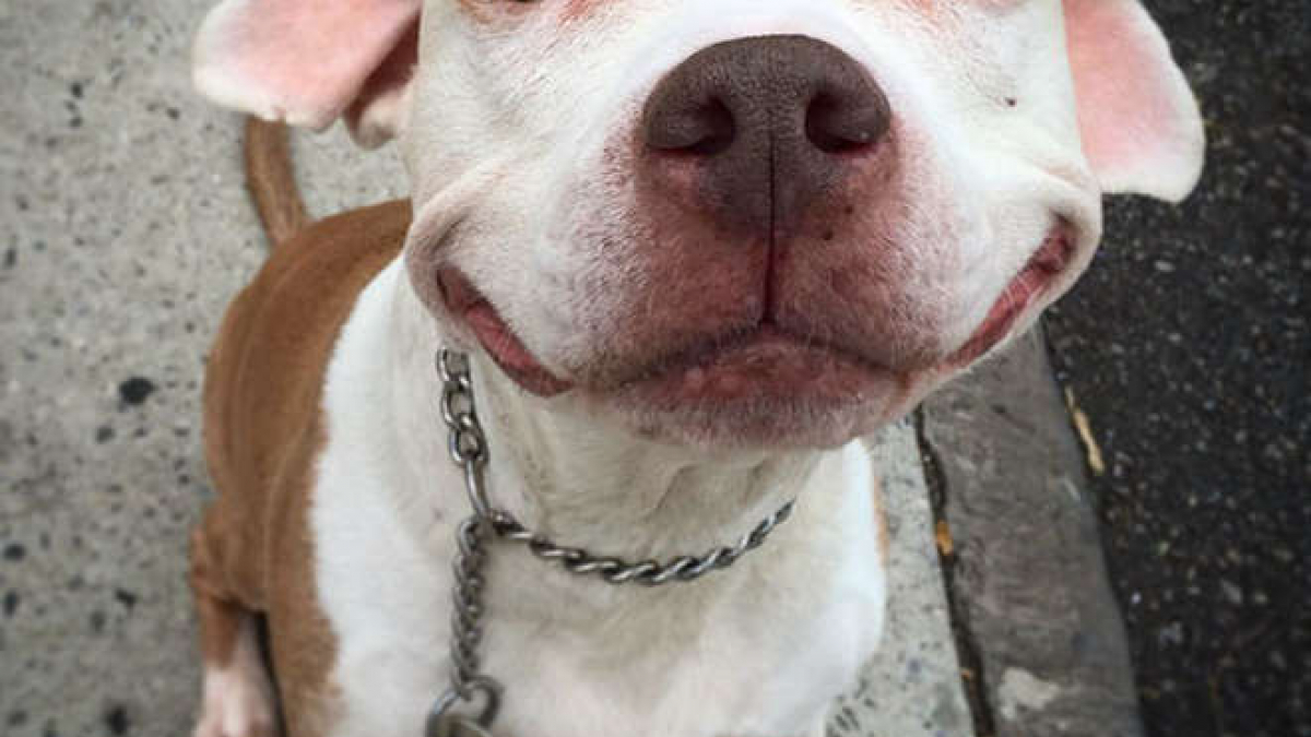 Illustration : "Le sourire permanent de ce Pitbull sauvé de la rue est communicatif"