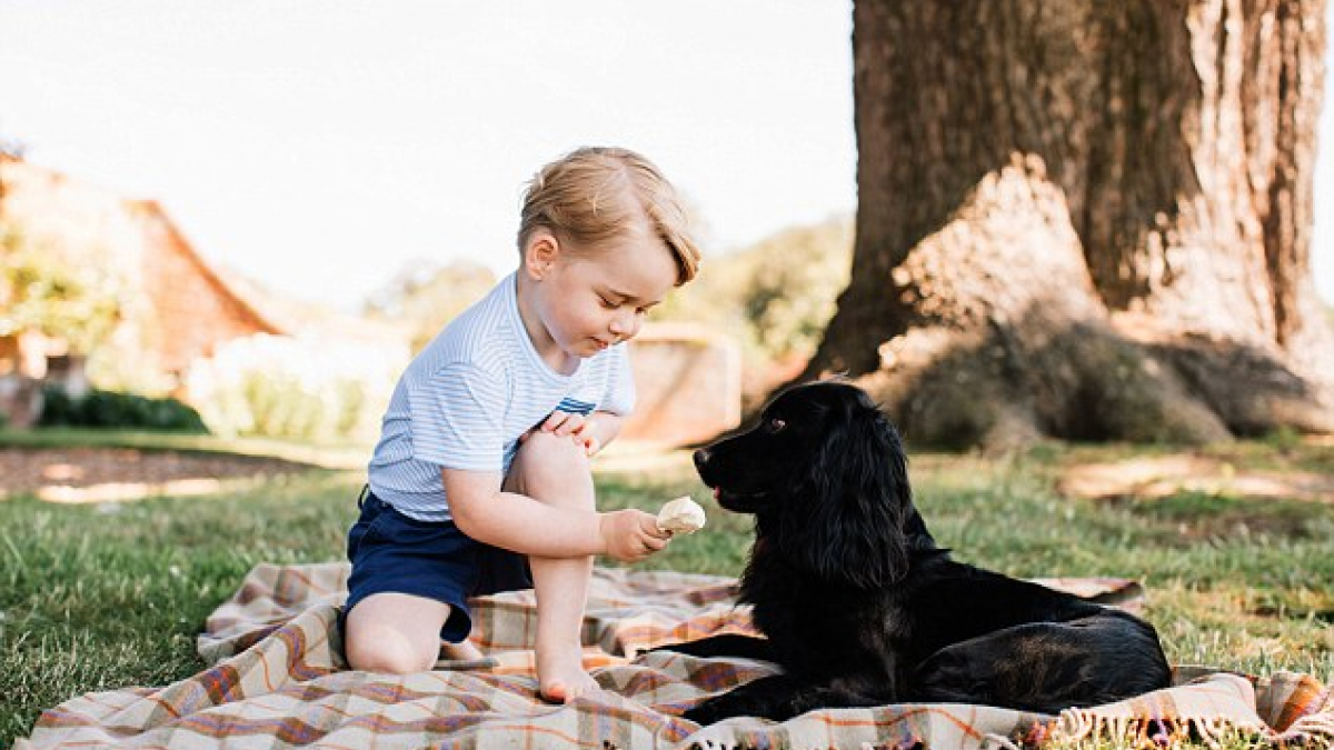 Illustration : "Kate et William accusés de « cruauté envers les animaux » suite à la photo officielle de l’anniversaire du petit George"
