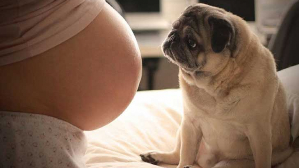 Illustration : "21 magnifiques photos de chiens accompagnant des femmes enceintes"