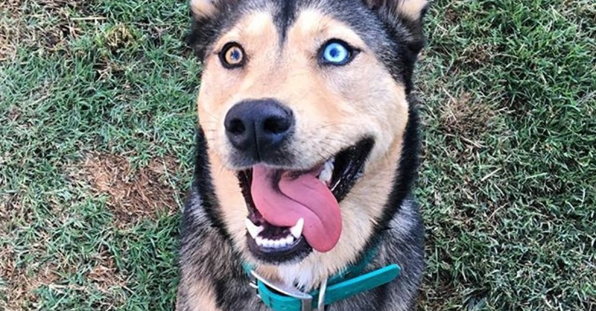 Chiens Splendides Aux Yeux Vairons De Couleurs Differentes