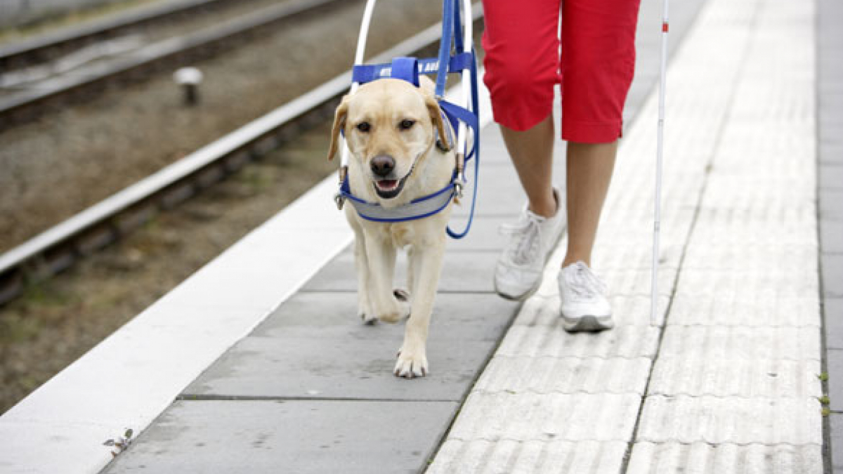 Illustration : "Suisse : Une non-voyante interdite d'accès à un restaurant à cause de son chien d’accompagnement !"