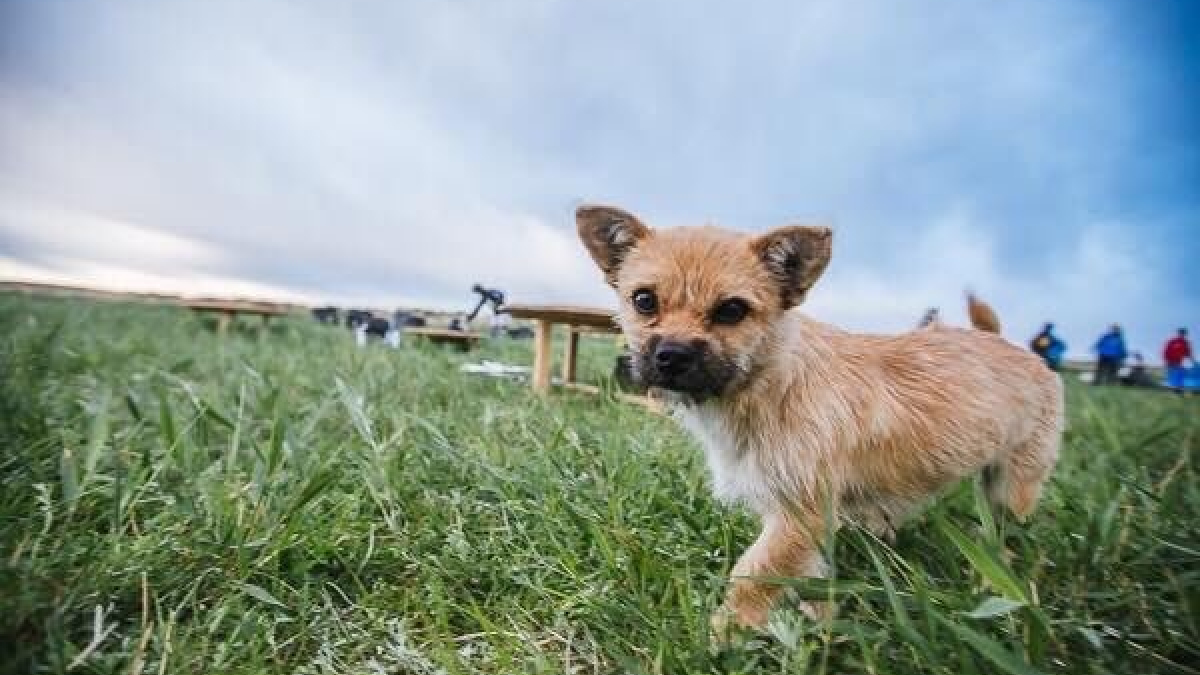 Illustration : "Un chien errant devient la mascotte du marathon « La Marche de Gobi 2016 » !"