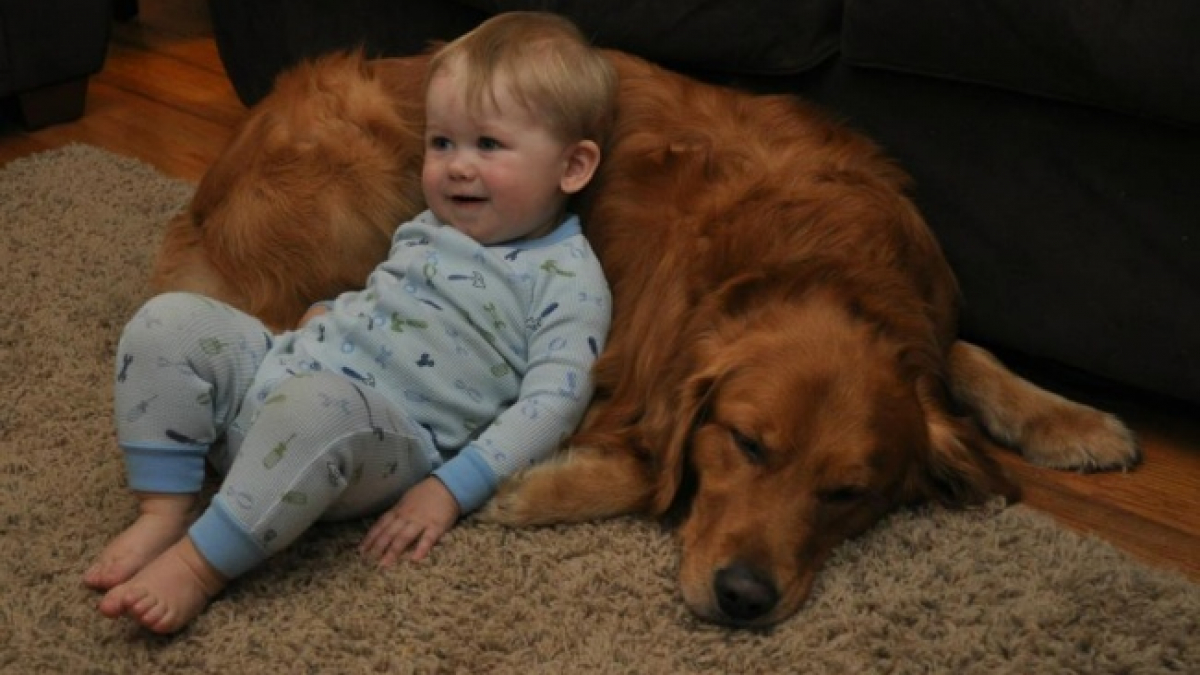 Illustration : "16 photos prouvant que les enfants devraient avoir un chien de compagnie"