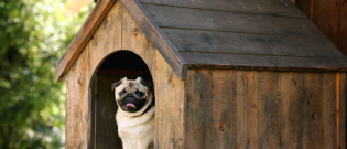 Illustration : "Fabriquer une niche à son chien"