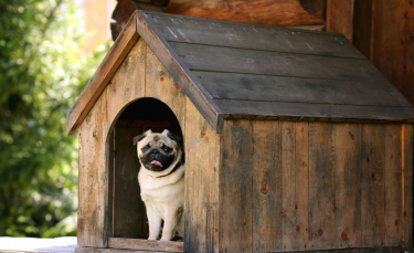 Illustration : "Fabriquer une niche à son chien"
