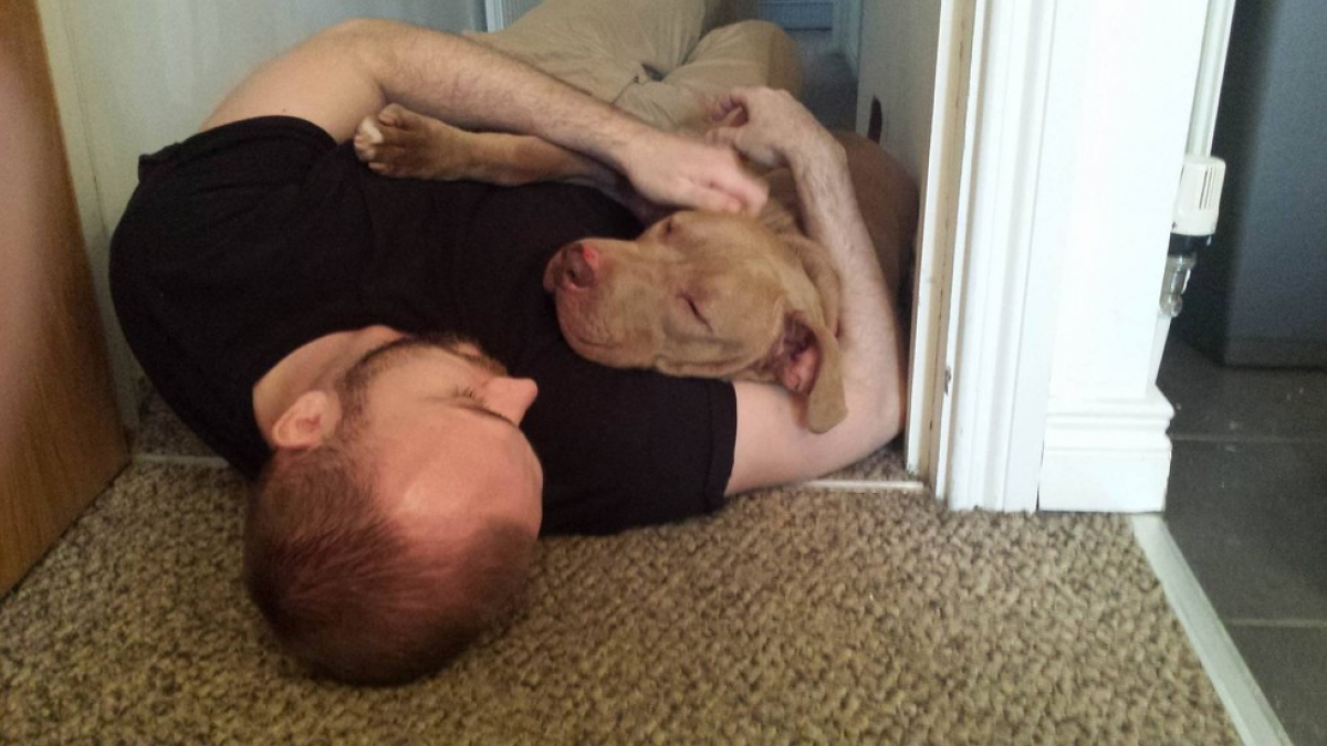 Illustration : "Dénouement heureux pour Hank, le chien qui devait être euthanasié parce qu’il ressemble à un Pitbull !"