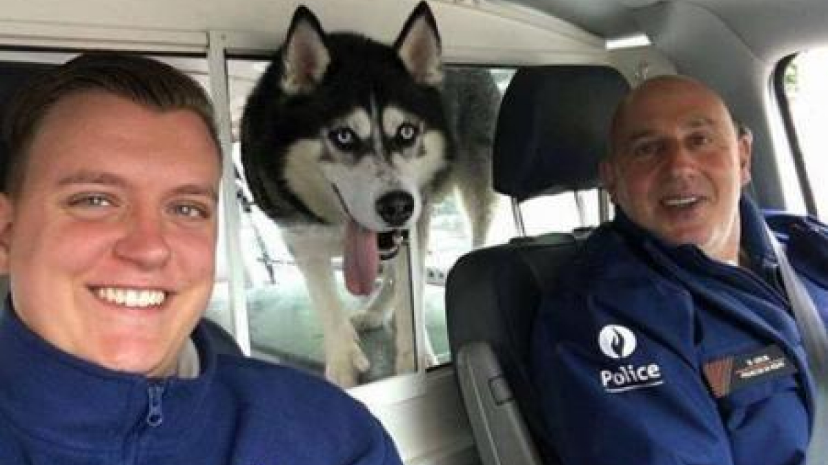 Illustration : "Charleroi : 2 policiers ont sauvé un Husky d’une mort certaine"