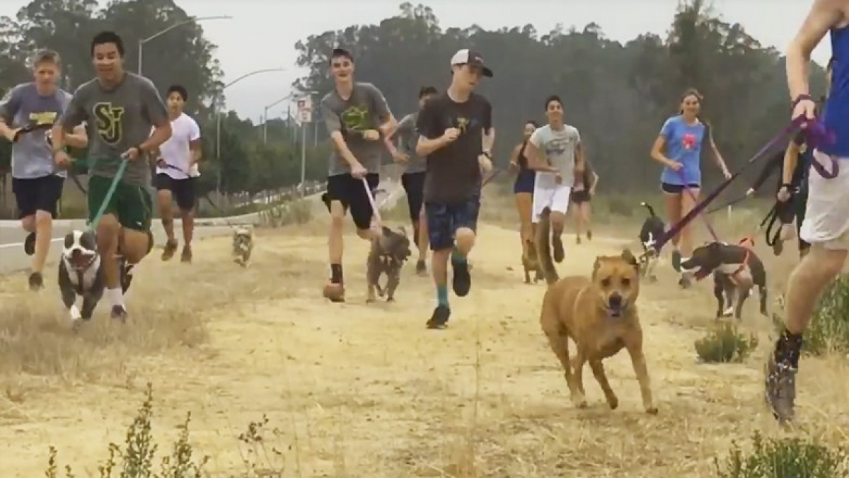 Illustration : "Californie : Une équipe de cross-country scolaire invite les chiens d’un refuge à son entraînement matinal"