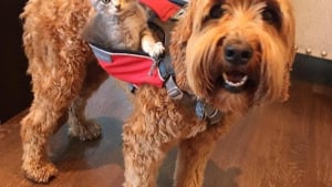 Illustration : "Un chien qui s'ennuyait retrouve la joie de vivre grâce à l'arrivée d'un chaton au foyer ! "