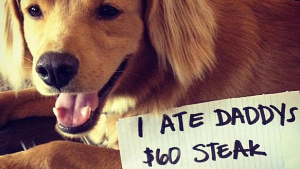 Illustration : "Dog-shaming : 15 chiens qui n’ont pas été tendres avec leur papa"