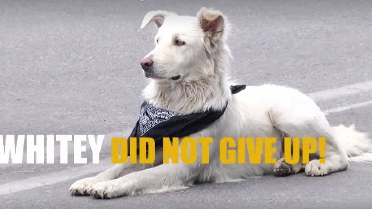 Illustration : "Un chien errant devient le symbole des manifestations en Arménie"