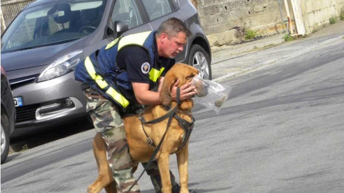 Illustration : "Ille-et-Villaine (35) : un septuagénaire égaré a été retrouvé grâce à un chien pisteur"