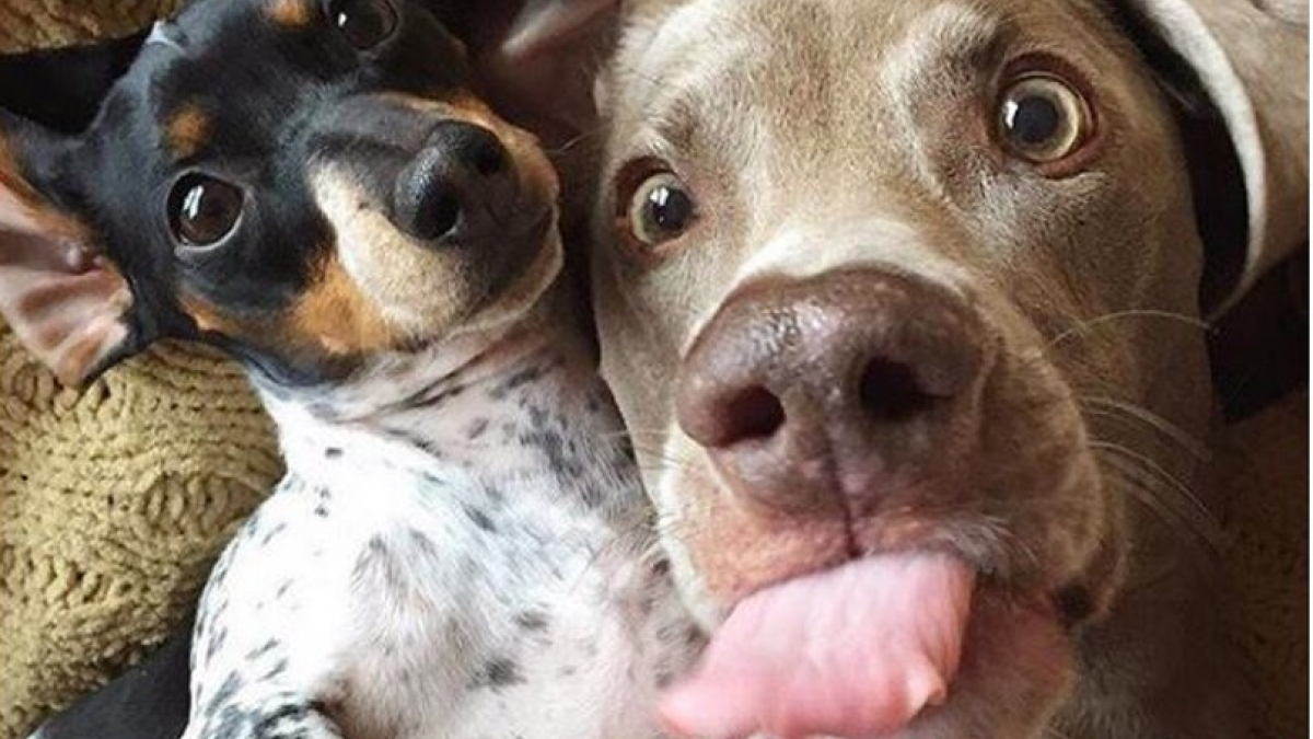 Illustration : "15 photos hilarantes de chiens qui vont égayer votre journée"