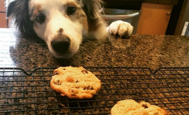 15 photos de chiens prêts à tout pour voler de la nourriture