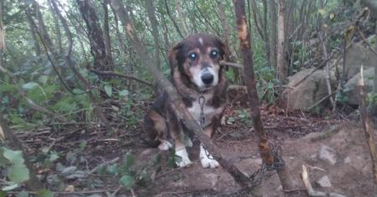 Belgique Ce chien attaché à un arbre n’a pas été